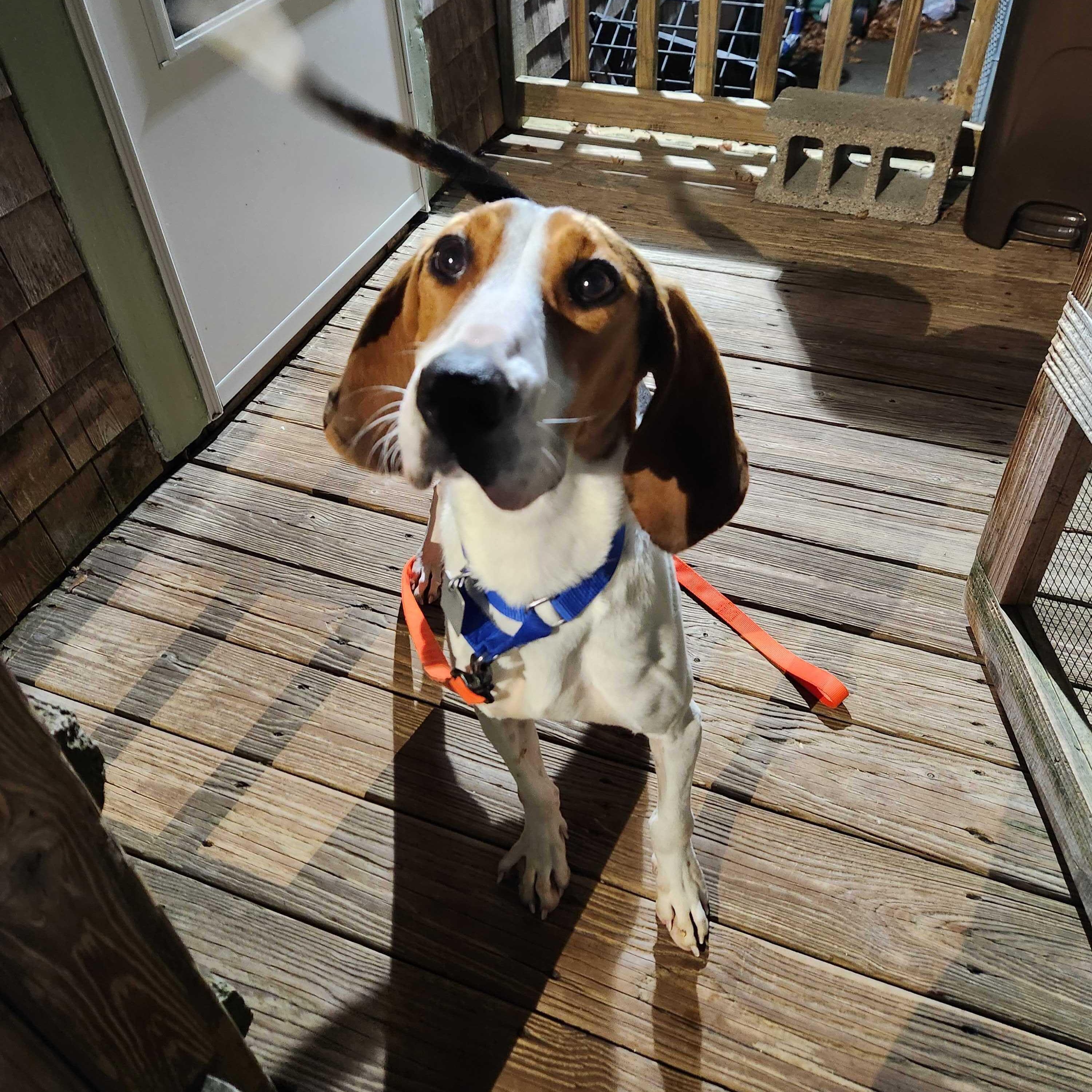 Oakey, a ADOPTABLE mixed breed in New Bedford, MA image 4/5