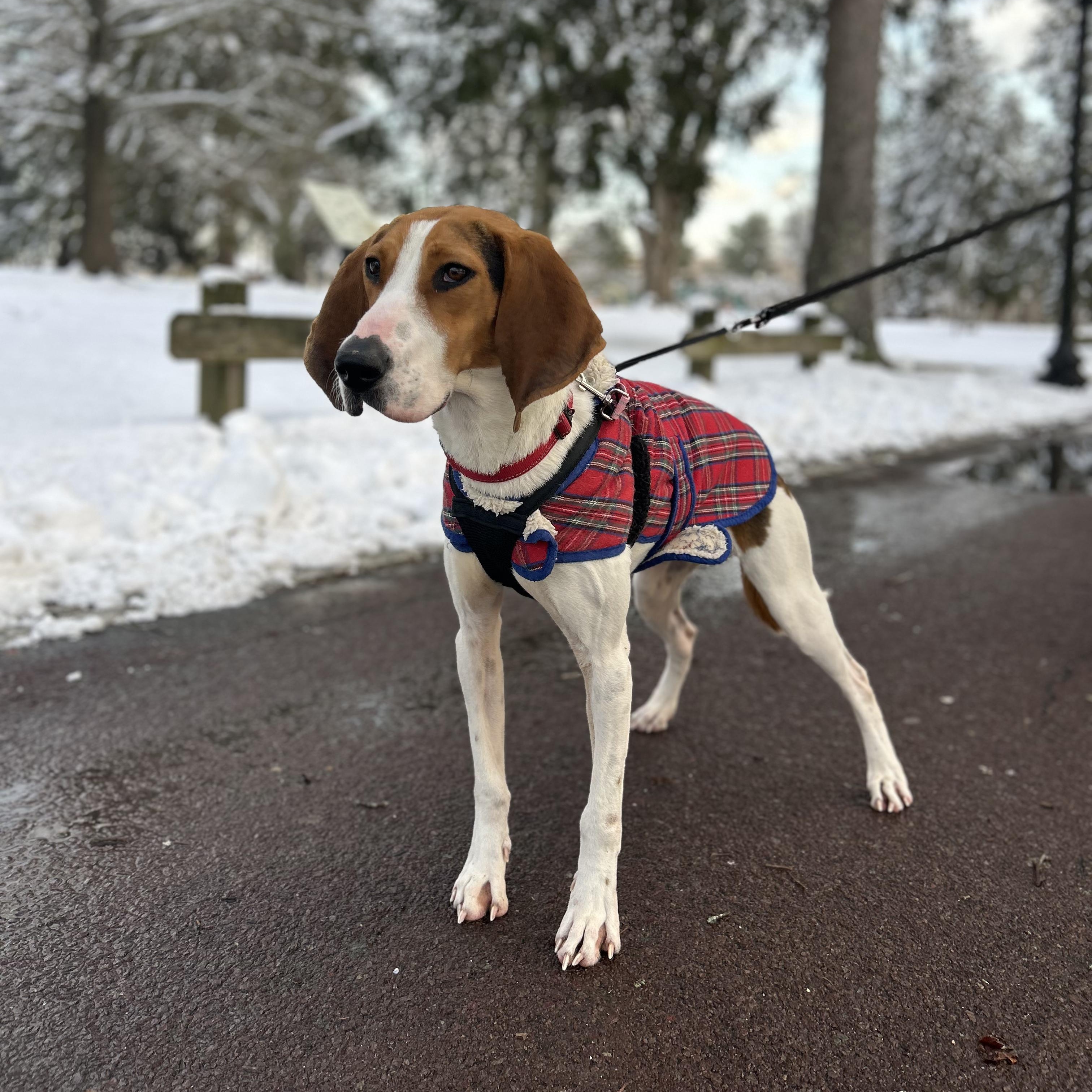 Oakey, ADOPTABLE, Young Female Hound.