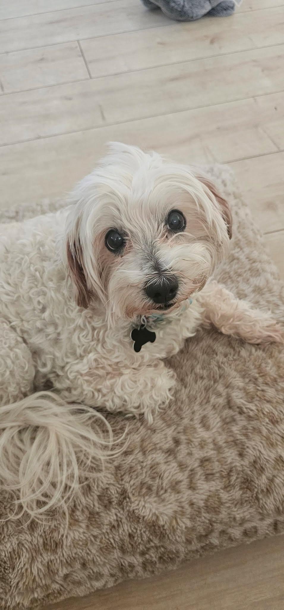 Enlarge Josie, a ADOPTABLE Maltese in Fair Oaks, CA image 2/4