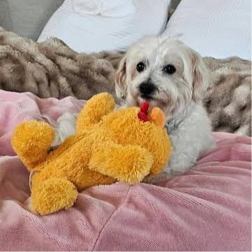 Enlarge Josie, a ADOPTABLE Maltese in Fair Oaks, CA image 3/4