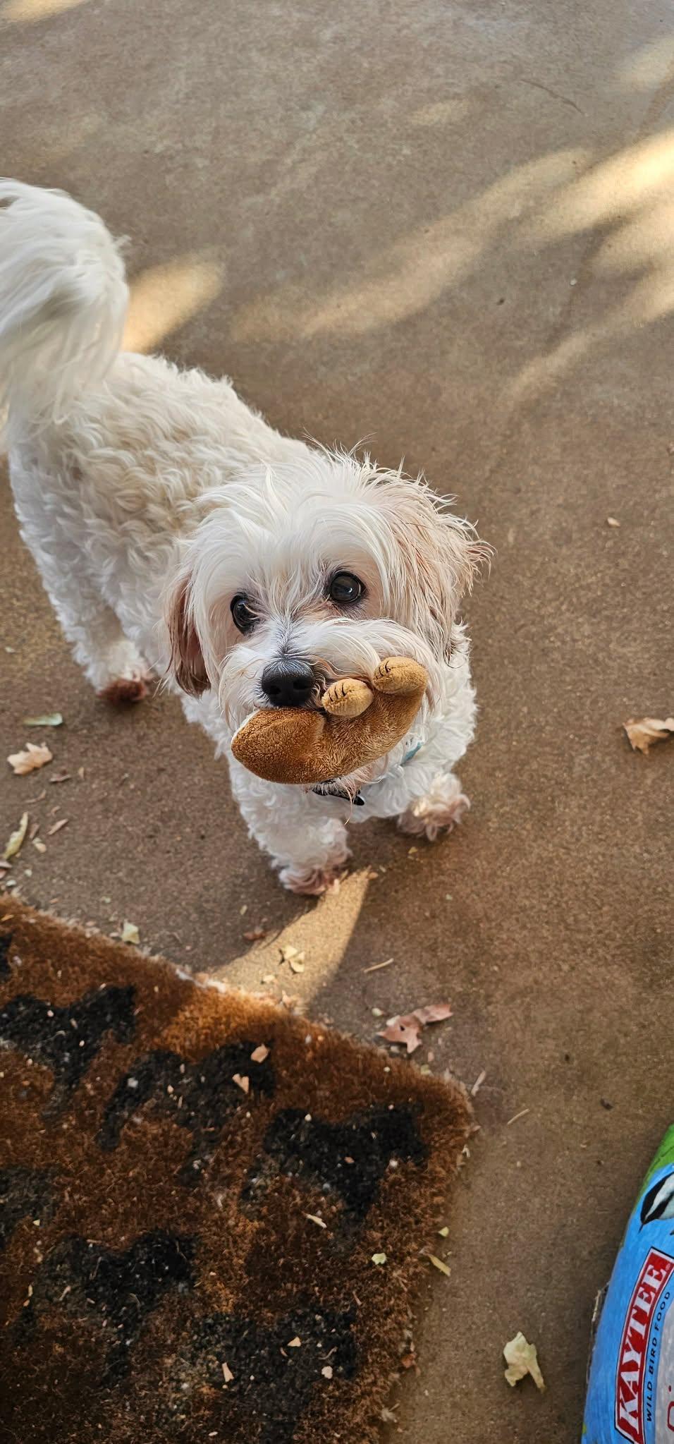 Enlarge Josie, a ADOPTABLE Maltese in Fair Oaks, CA image 4/4