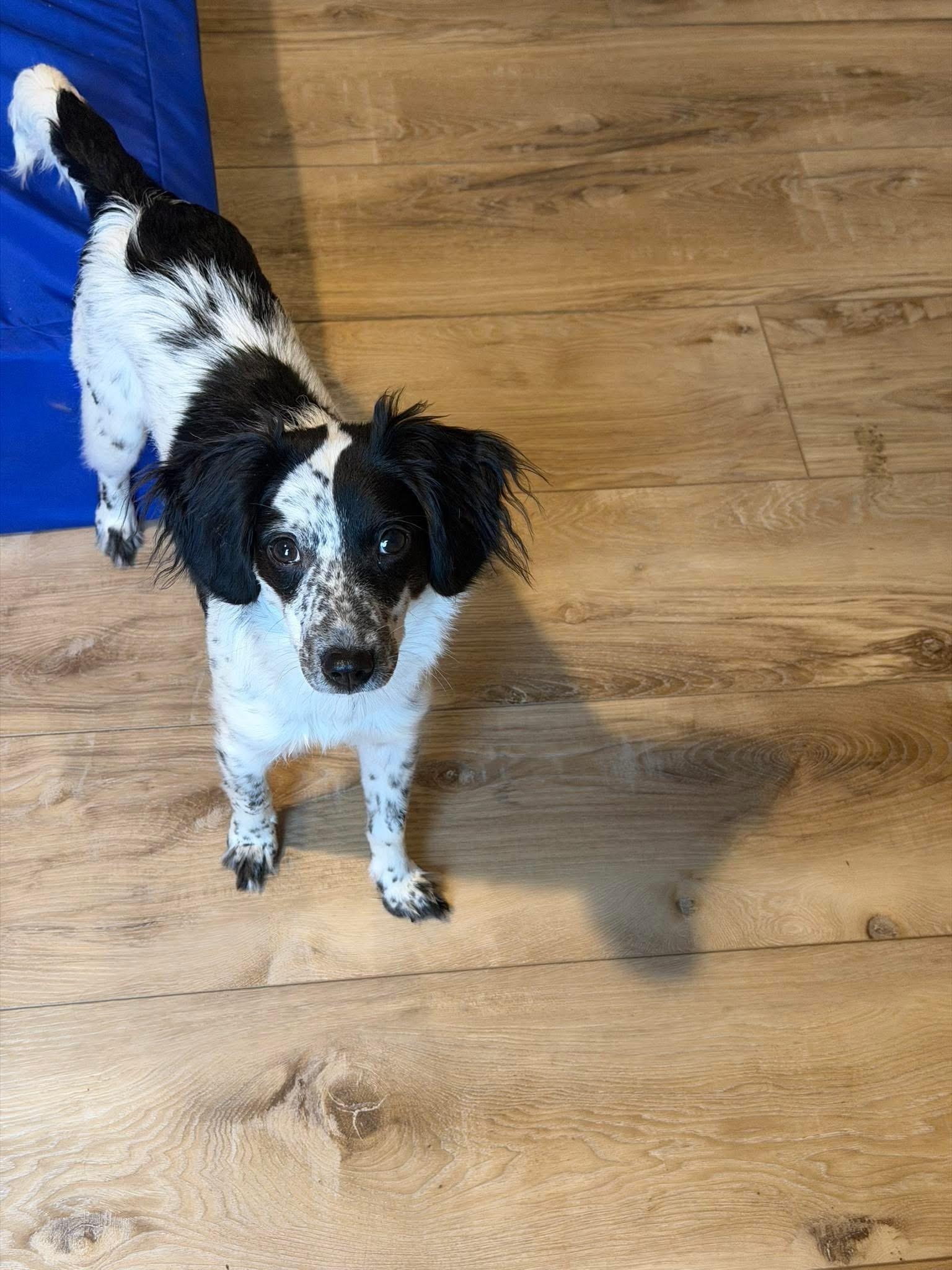 Tillie, ADOPTABLE, Young Female Miniature Poodle & Beagle.