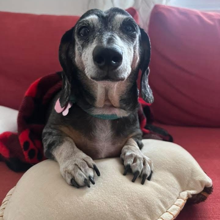 Oakleigh, an adopted mixed breed in Itasca, IL image 6/6