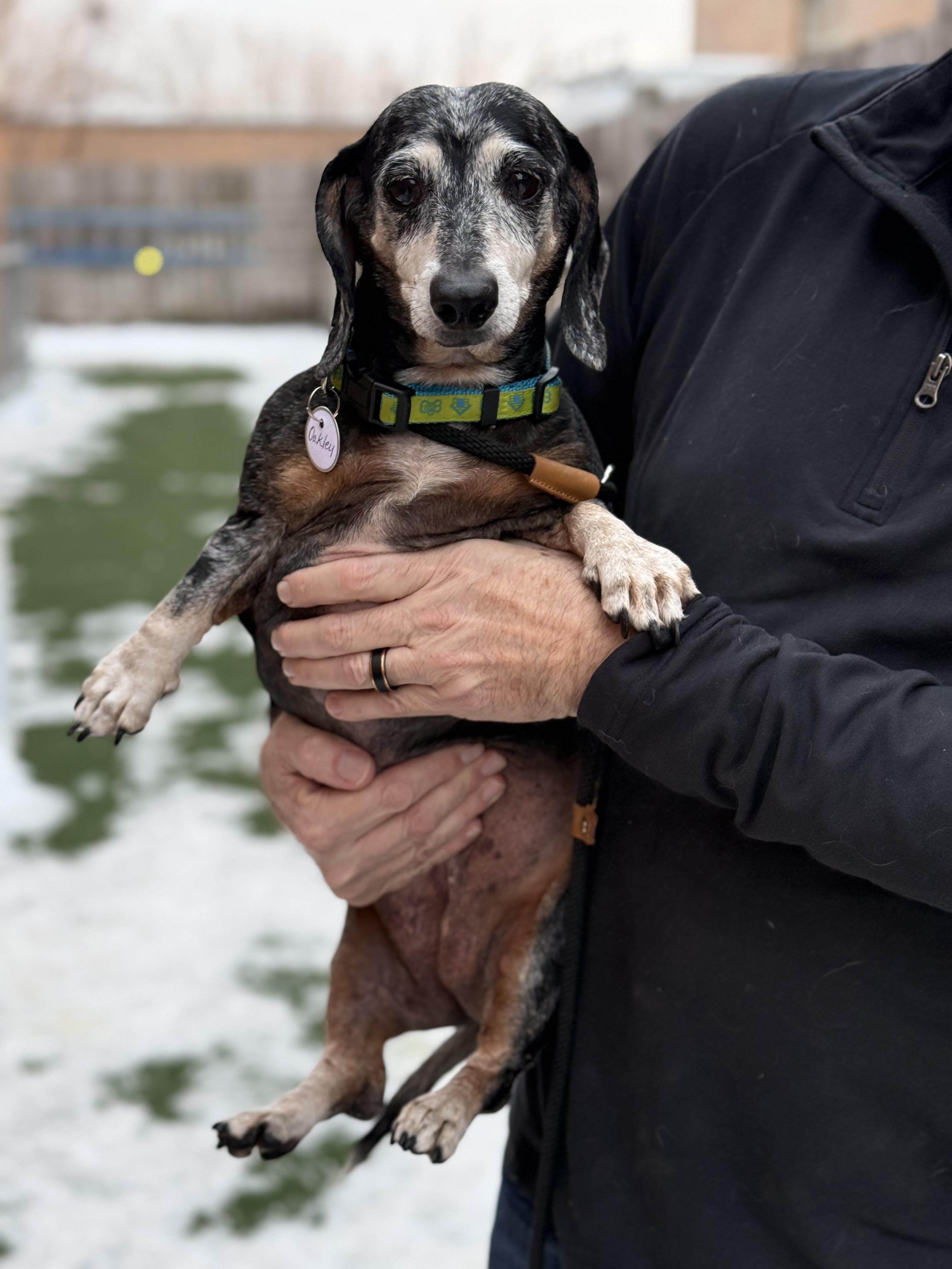 Oakleigh, an adopted mixed breed in Itasca, IL image 3/6