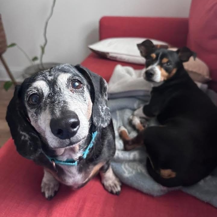 Oakleigh, an adopted mixed breed in Itasca, IL image 5/6