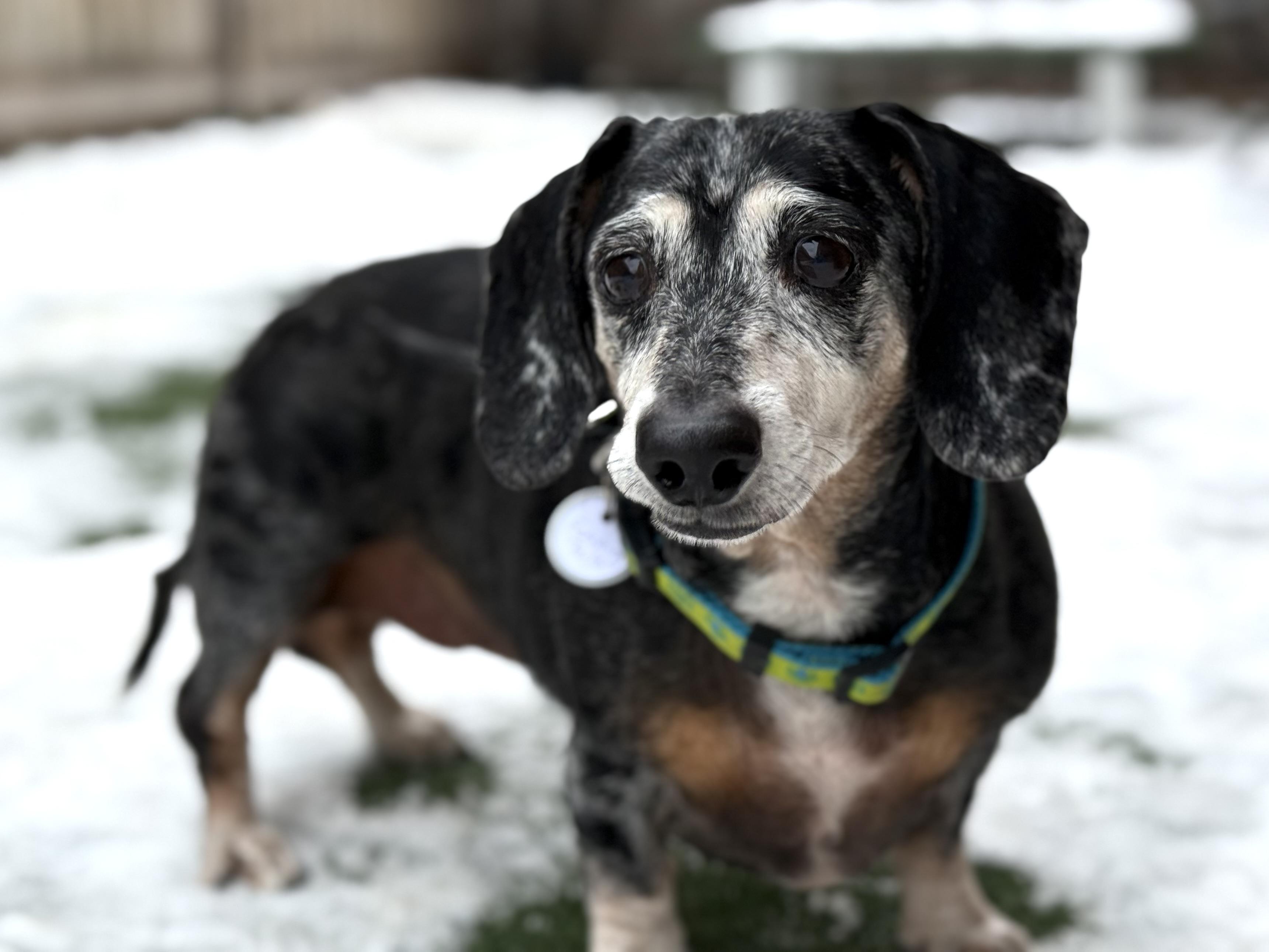 Oakleigh, an adopted mixed breed in Itasca, IL image 1/6