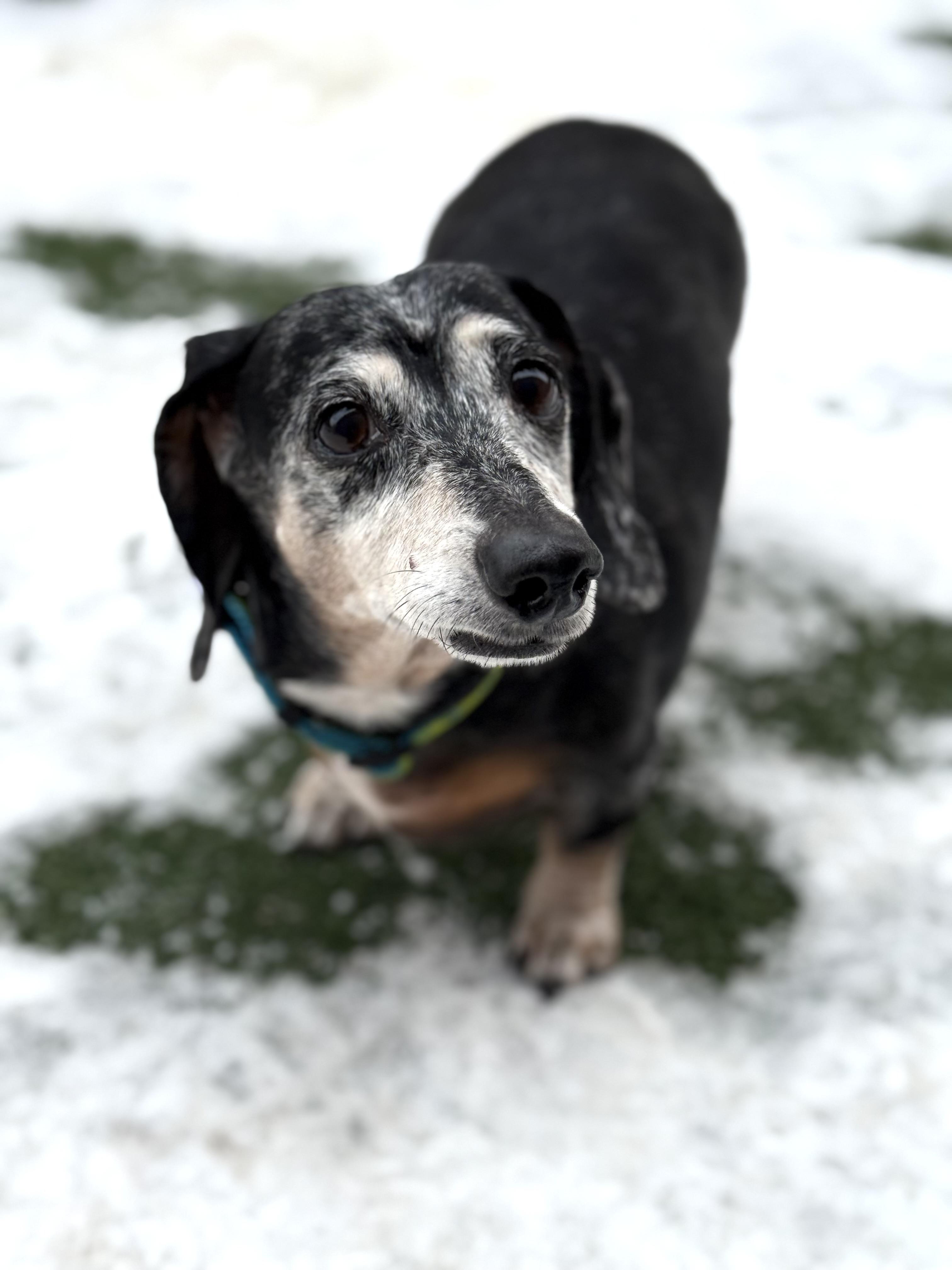 Oakleigh, an adopted mixed breed in Itasca, IL image 2/6