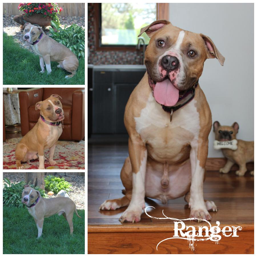 Enlarge Ranger, an adopted mixed breed in Sioux Falls, SD image 1/6