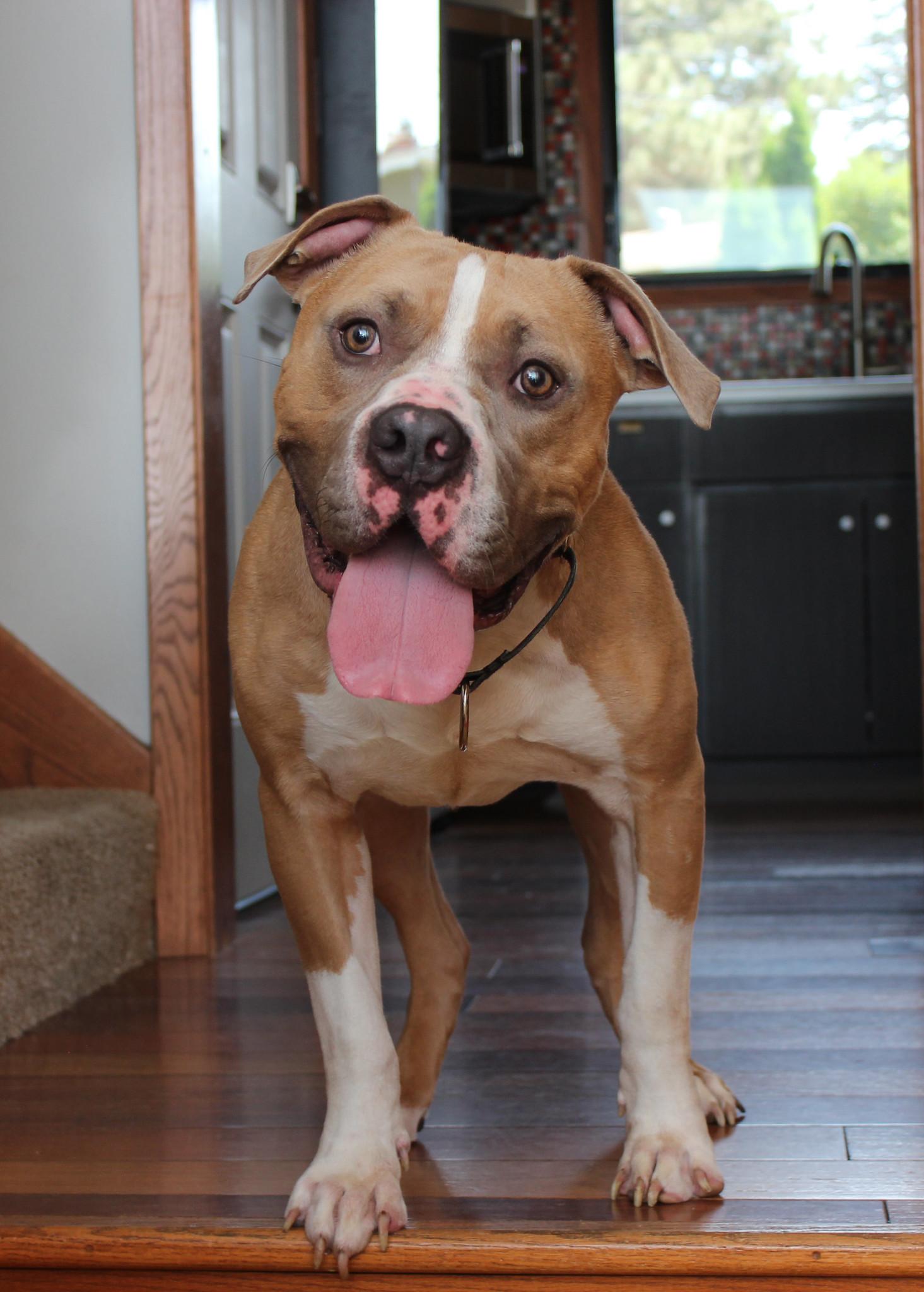 Enlarge Ranger, an adopted mixed breed in Sioux Falls, SD image 2/6