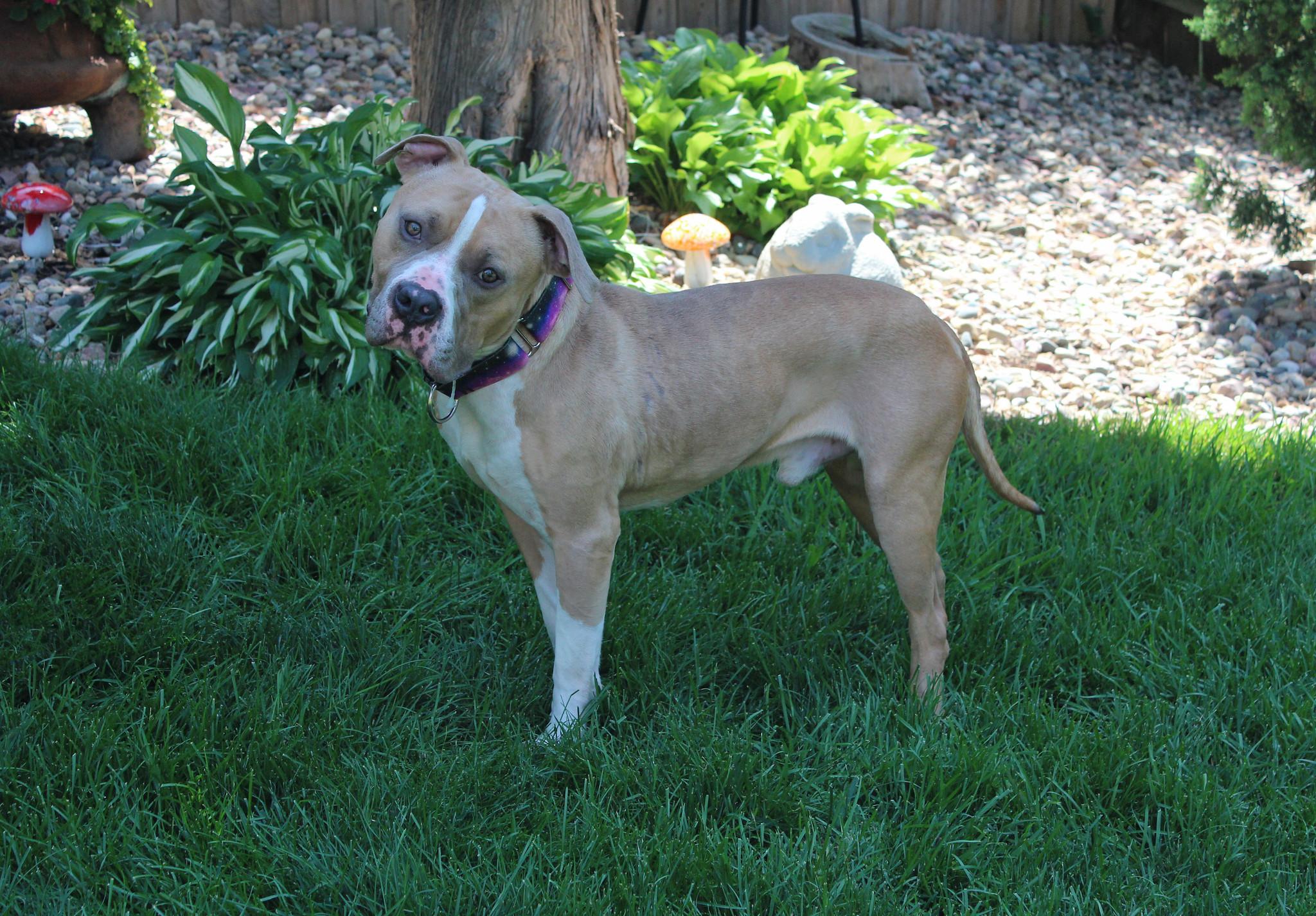 Enlarge Ranger, an adopted mixed breed in Sioux Falls, SD image 3/6