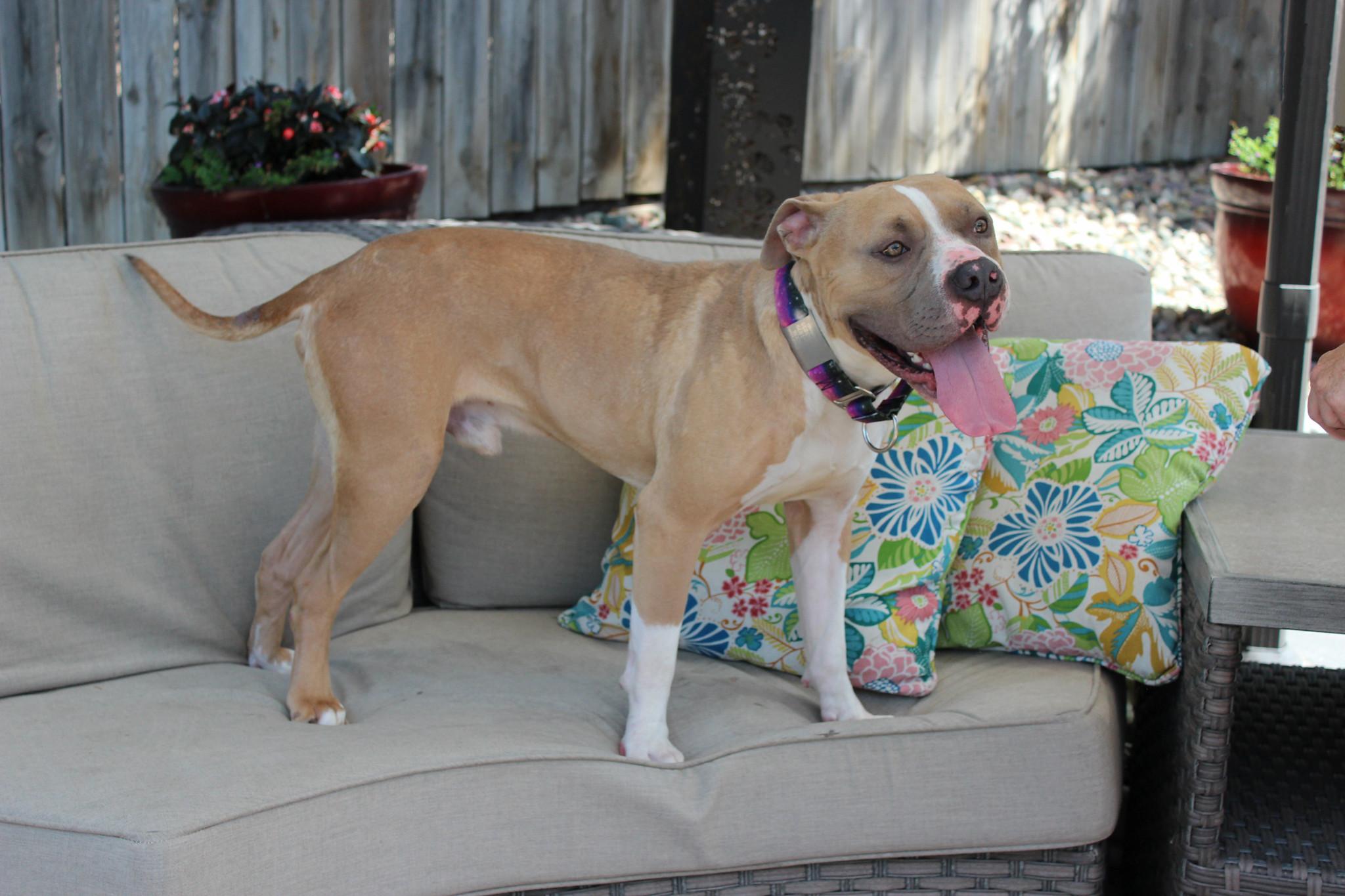 Enlarge Ranger, an adopted mixed breed in Sioux Falls, SD image 4/6