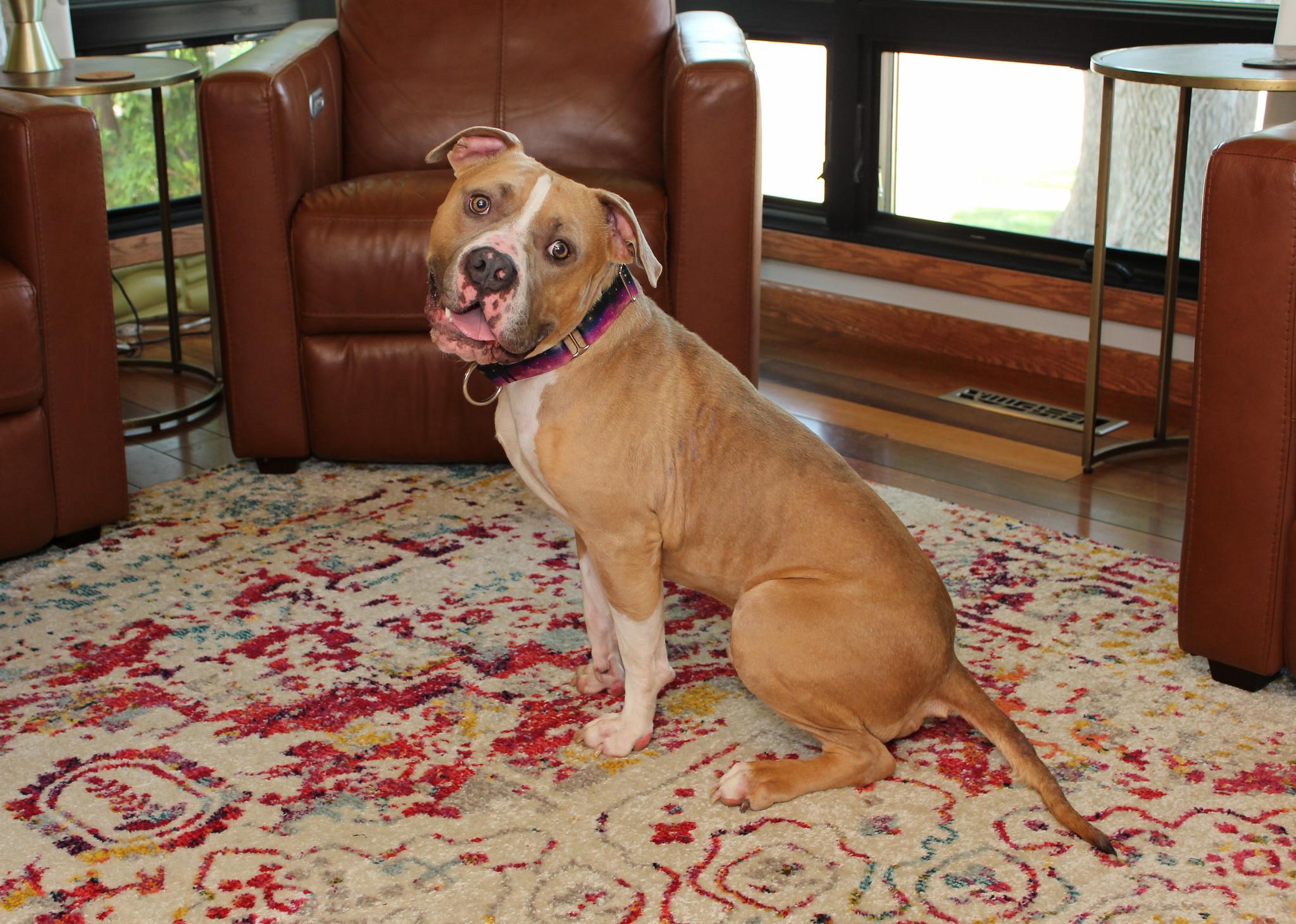Ranger, adopted, Adult Male Terrier.