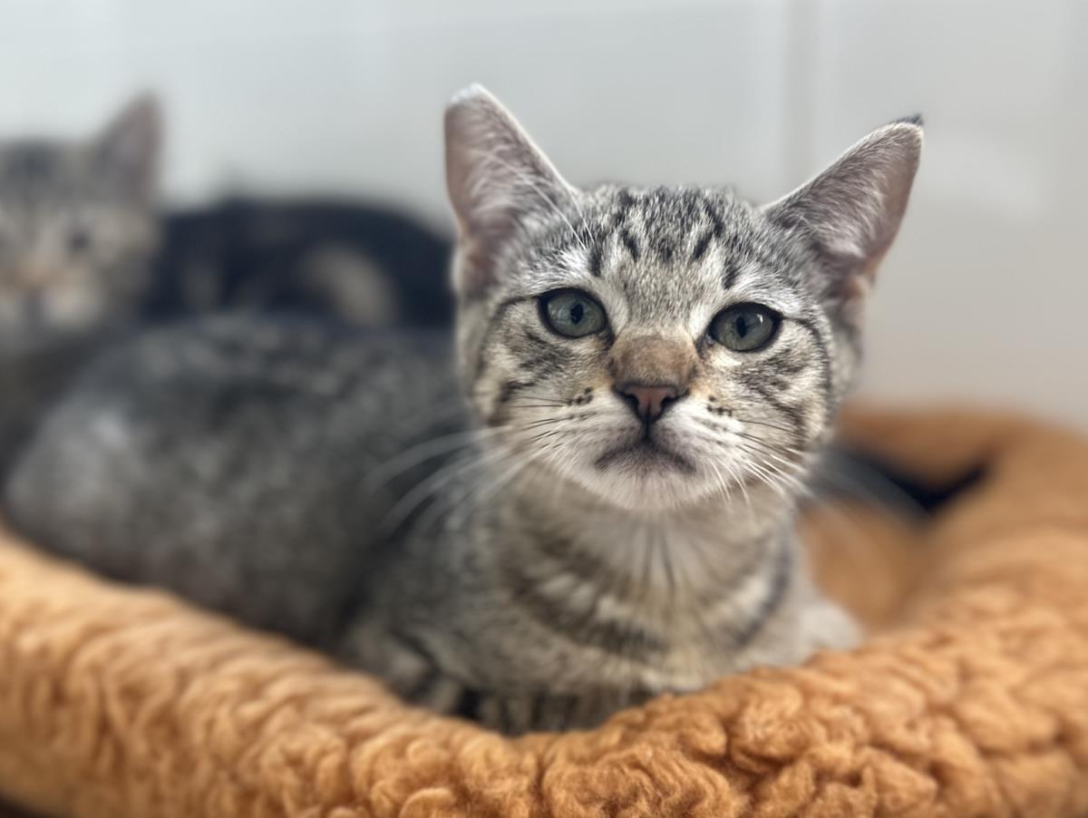 Rosie, Adoptable, Kitten Female Domestic Short Hair.