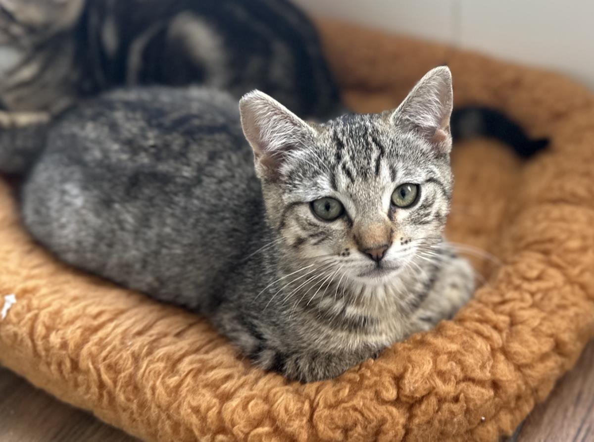 Rosie, a Adoptable Domestic Short Hair in La Jolla, CA image 2/3