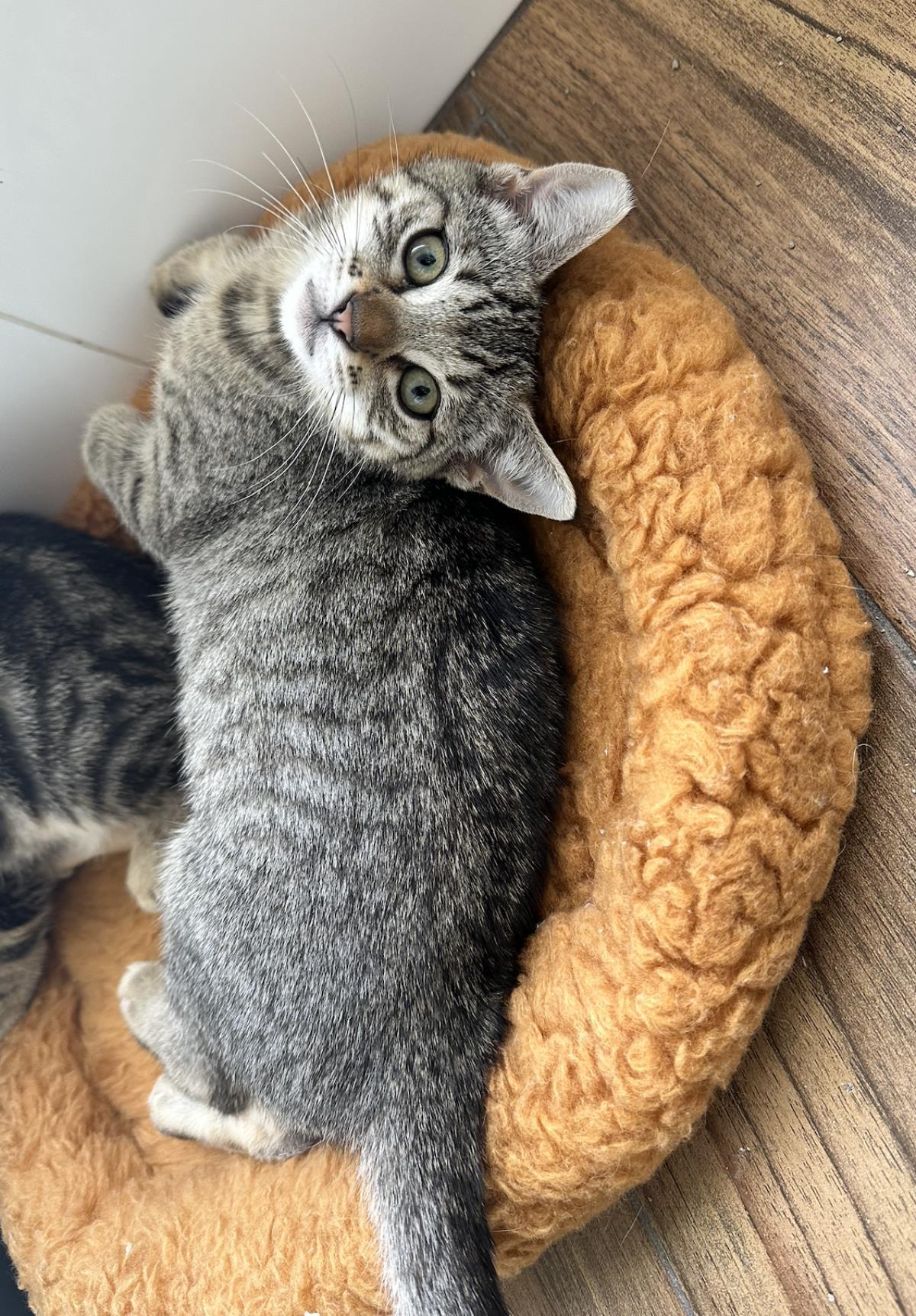 Rosie, a Adoptable Domestic Short Hair in La Jolla, CA image 3/3