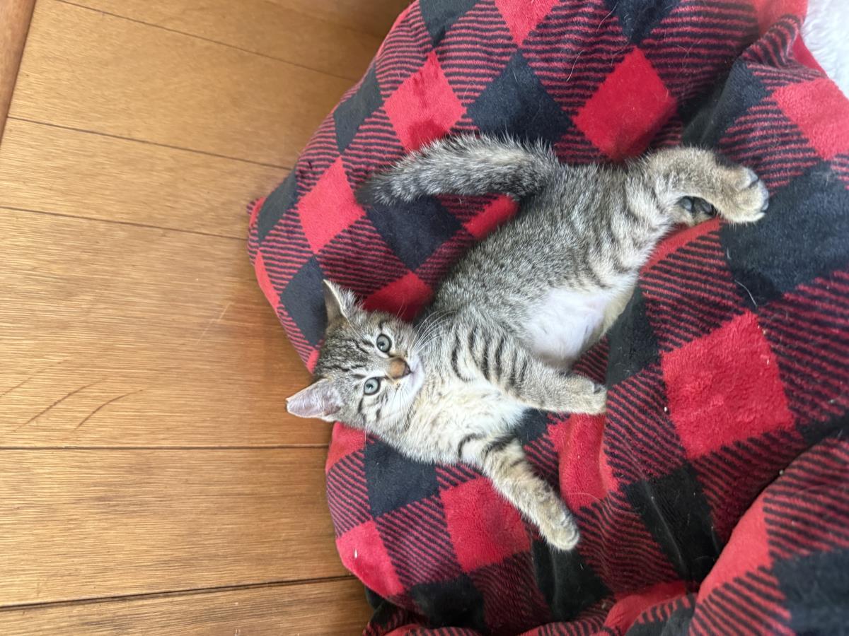 Rosie, Adoptable, Kitten Female Domestic Short Hair.