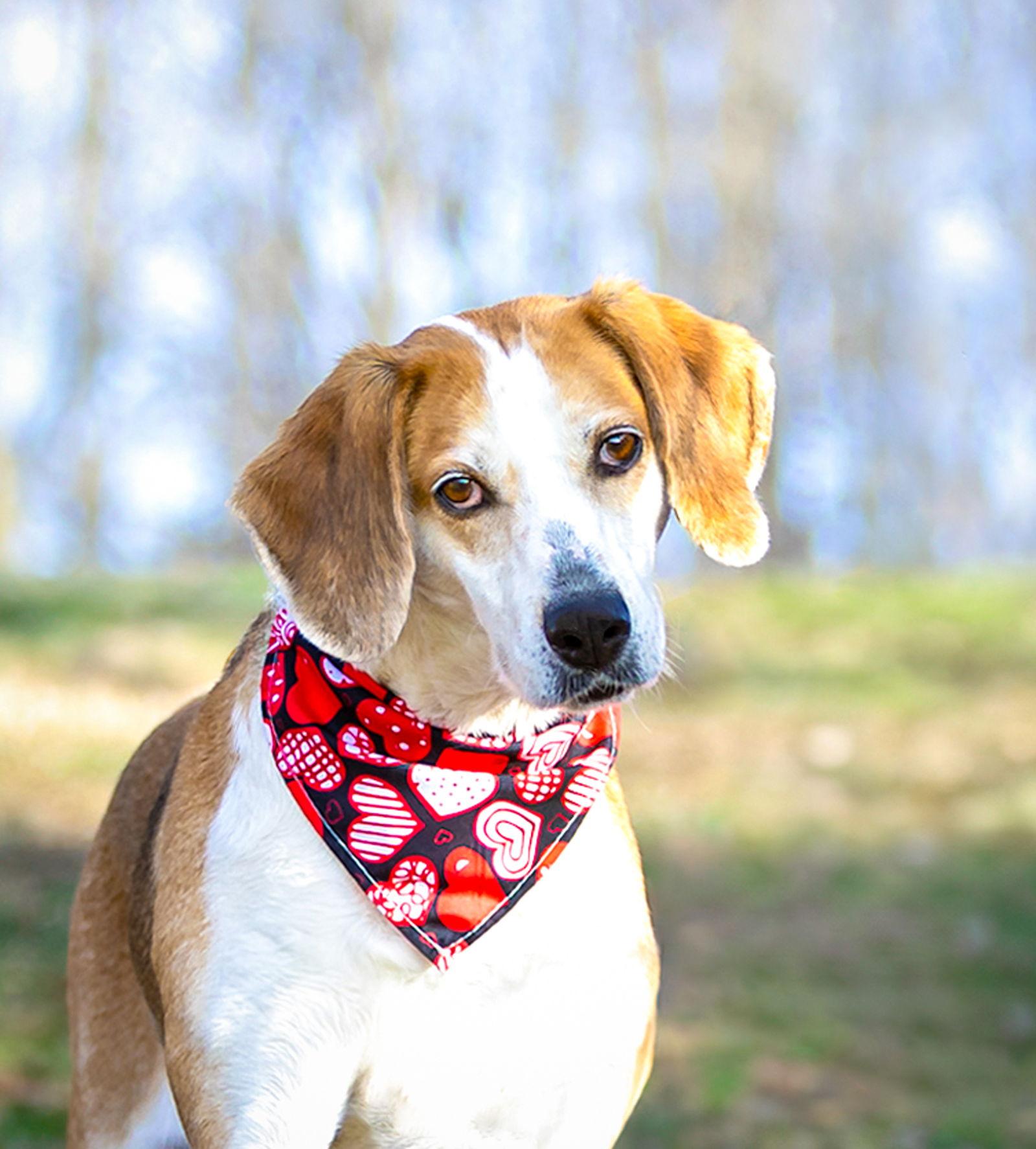 Missy, Adoptable, Young Female Hound.