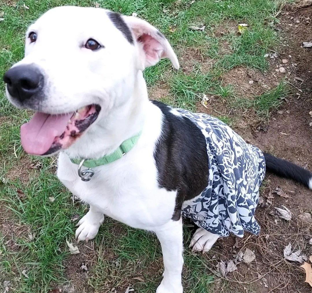 Courtesy Post "Sweet Nala", Adoptable, Adult Female Pit Bull Terrier.