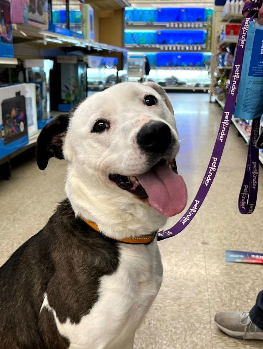 Enlarge Courtesy Post "Sweet Nala", a Adoptable Pit Bull Terrier in Cuyahoga Falls, OH image 2/3