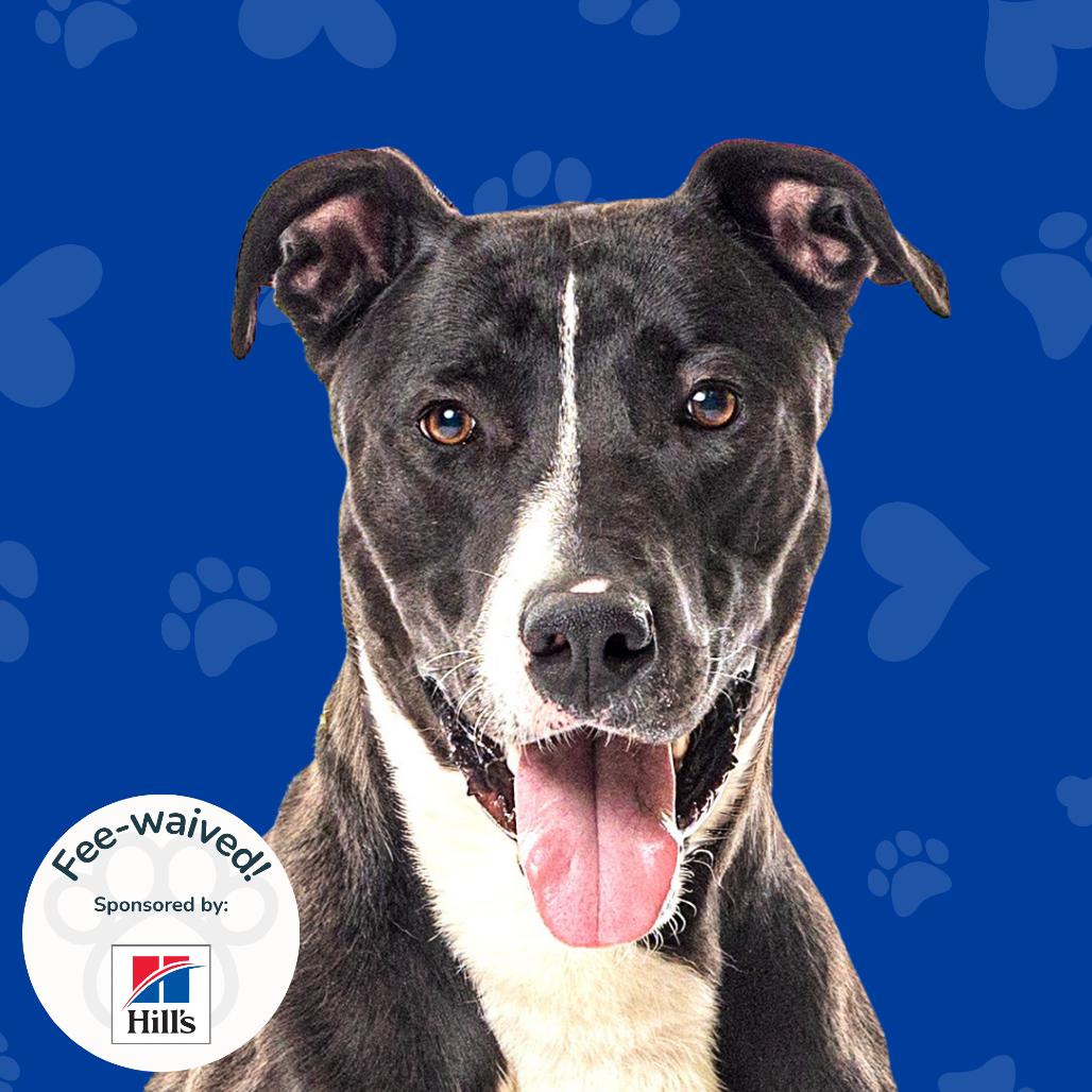 Enlarge Morningstar, a Adoptable mixed breed in Reno, NV image 1/6