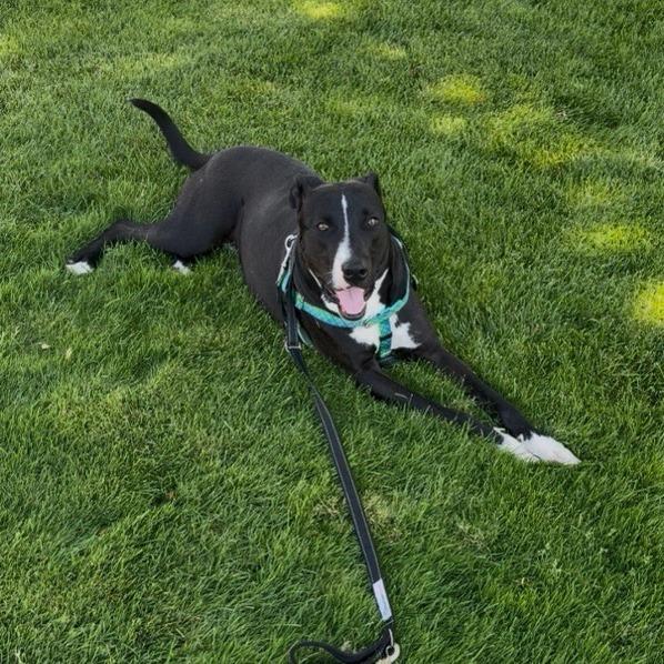 Enlarge Morningstar, a Adoptable mixed breed in Reno, NV image 2/6