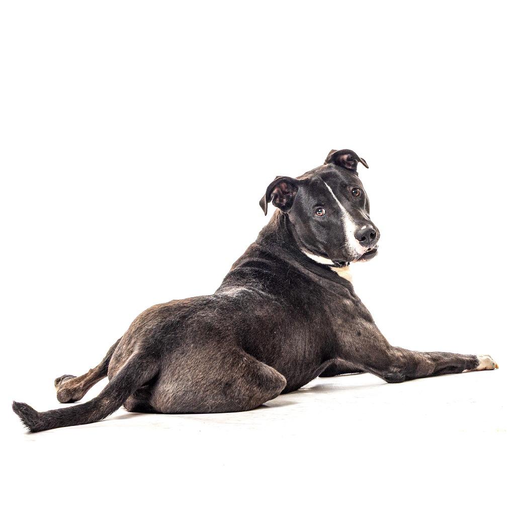 Enlarge Morningstar, a Adoptable mixed breed in Reno, NV image 3/6