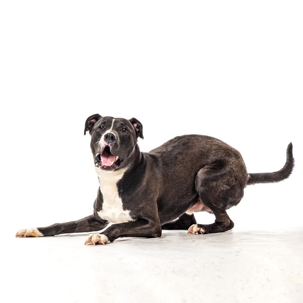 Enlarge Morningstar, a Adoptable mixed breed in Reno, NV image 4/6
