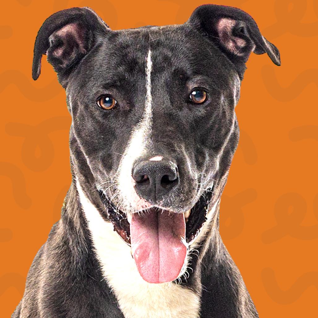 Enlarge Morningstar, a Adoptable mixed breed in Reno, NV image 5/6