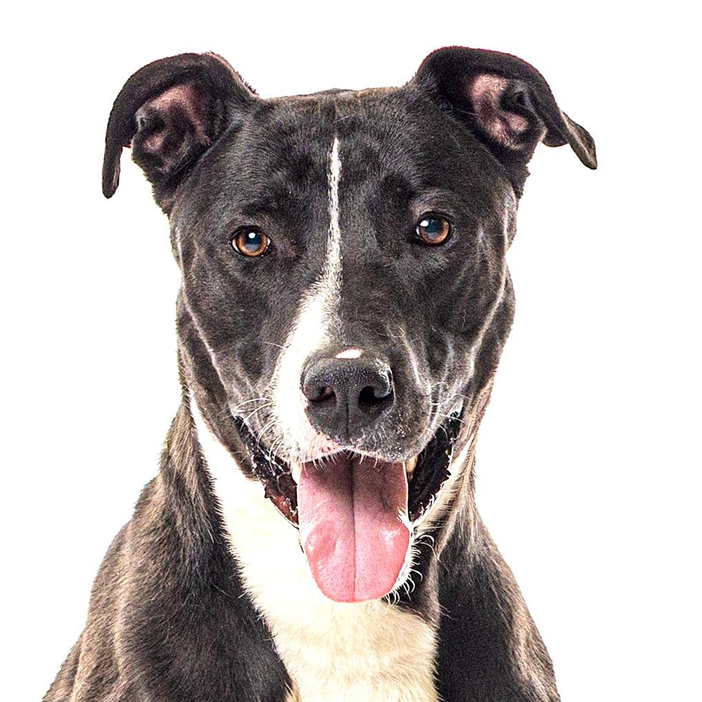 Enlarge Morningstar, a Adoptable mixed breed in Reno, NV image 6/6