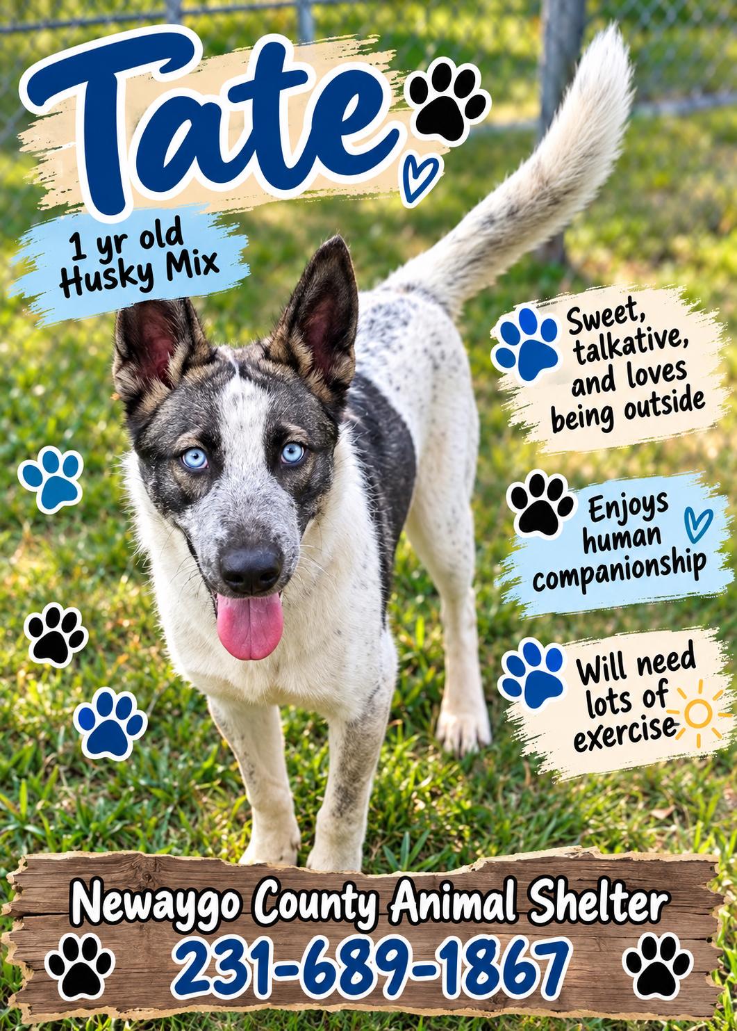 Enlarge Tate, a Adoptable mixed breed in White Cloud, MI image 1/1