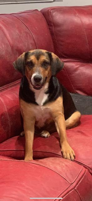 Enlarge Dolly, a Adoptable mixed breed in Union Beach, NJ image 1/2