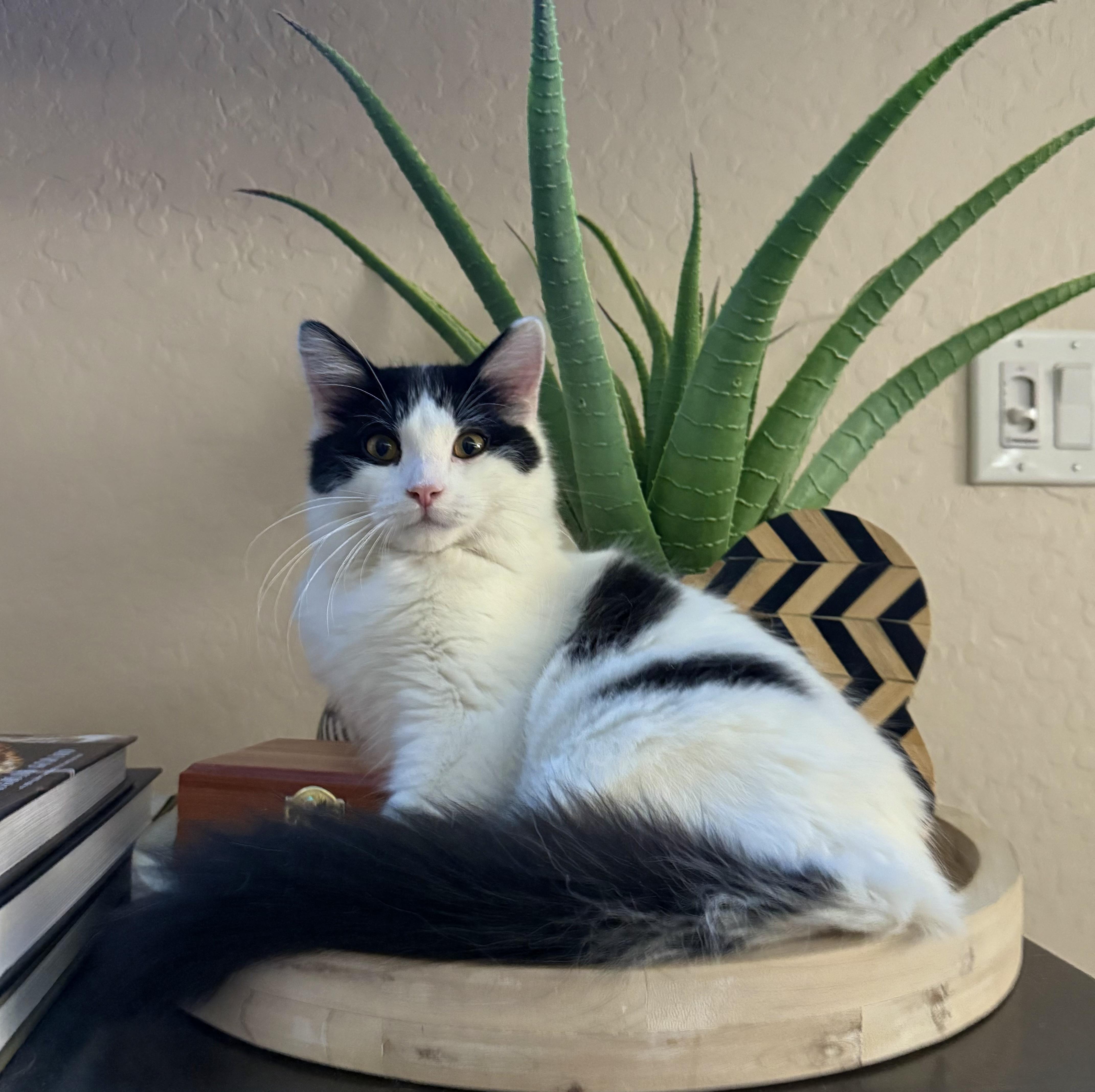 Tucker, ADOPTABLE, Kitten Male Maine Coon & Domestic Medium Hair.