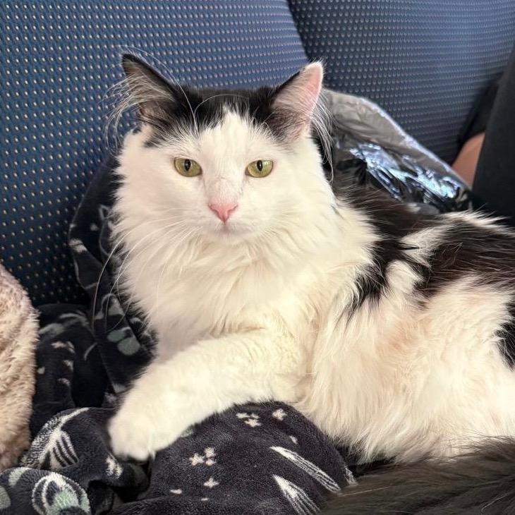 Baby, Adoptable, Adult Female Domestic Long Hair.