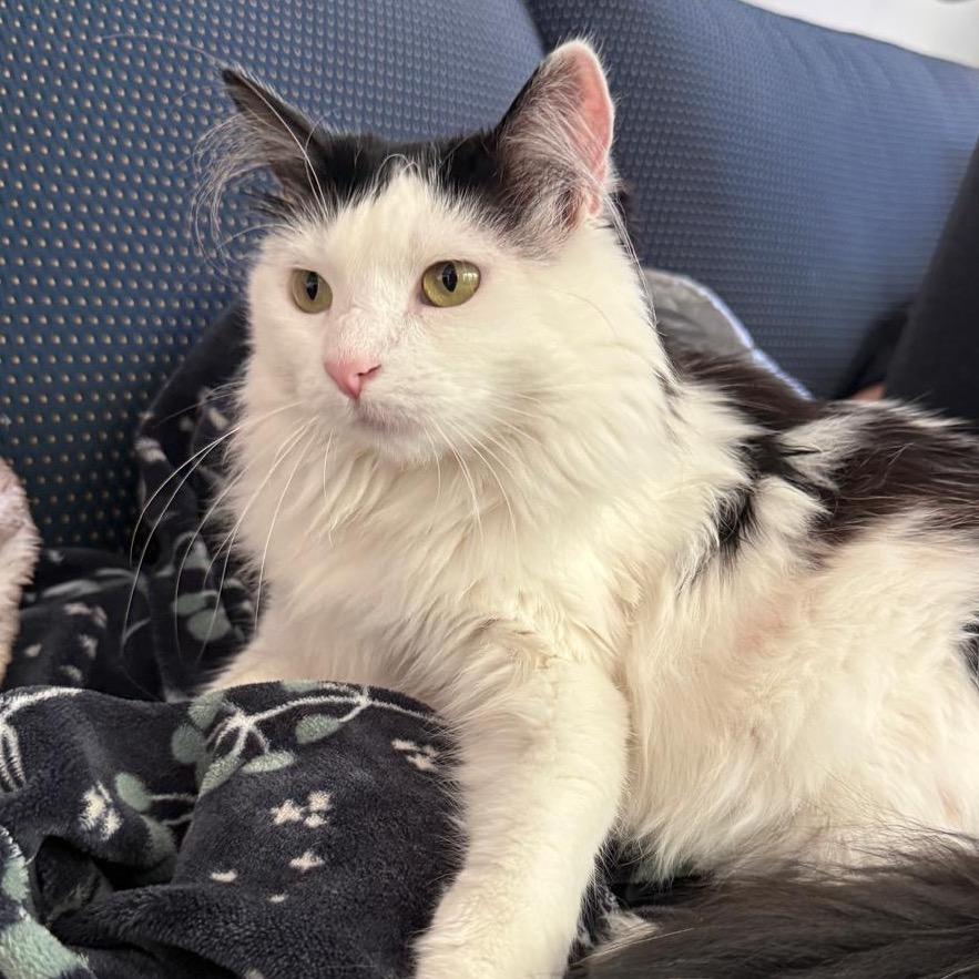 Enlarge Baby, a Adoptable Domestic Long Hair in Bountiful, UT image 2/5