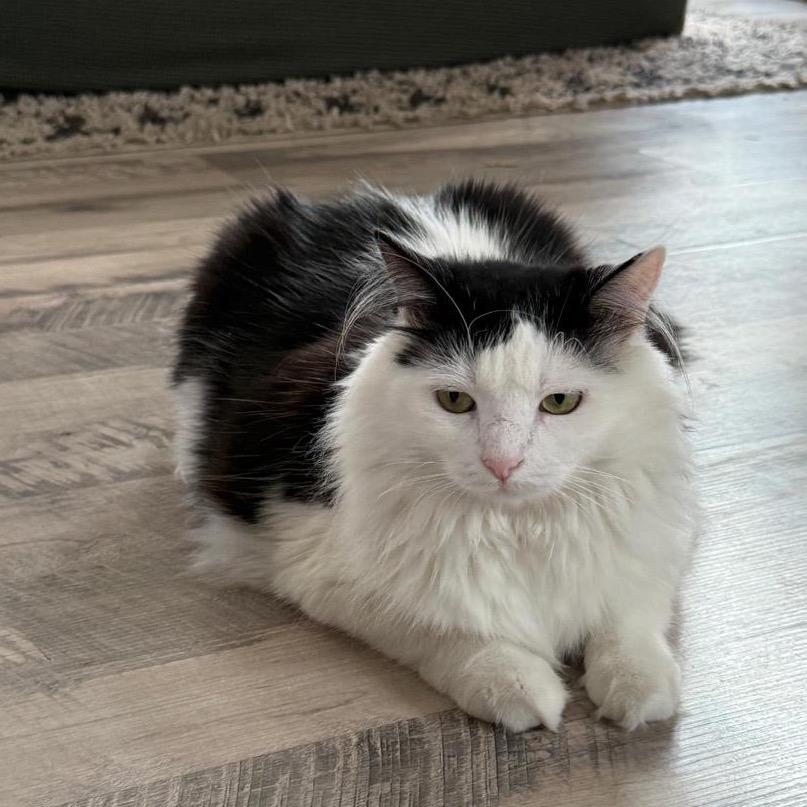 Enlarge Baby, a Adoptable Domestic Long Hair in Bountiful, UT image 3/5
