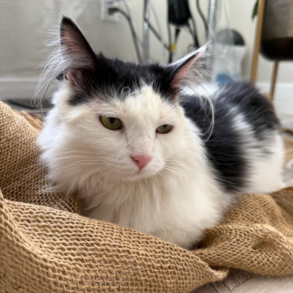 Enlarge Baby, a Adoptable Domestic Long Hair in Bountiful, UT image 1/1