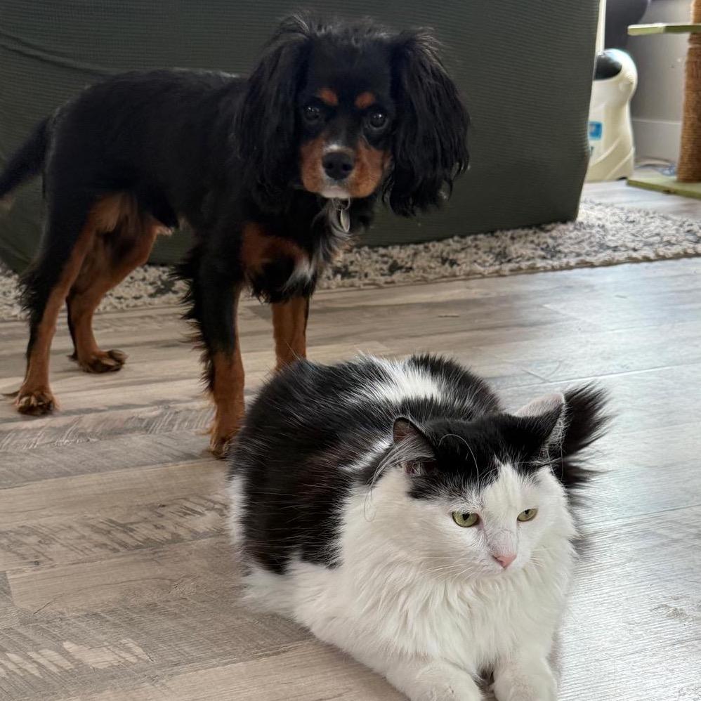Enlarge Baby, a Adoptable Domestic Long Hair in Bountiful, UT image 5/5