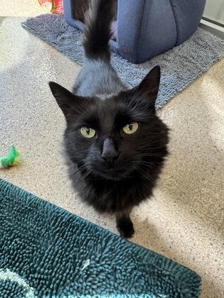 Binky, a Adoptable mixed breed in Fishers, IN image 1/3