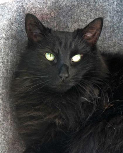 Enlarge Binky, a Adoptable mixed breed in Fishers, IN image 1/3