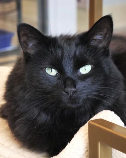 Enlarge Binky, a Adoptable mixed breed in Fishers, IN image 2/3