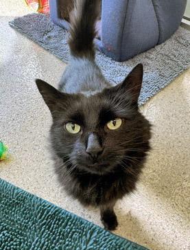 Binky, a Adoptable mixed breed in Fishers, IN image 2/3