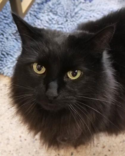 Enlarge Binky, a Adoptable mixed breed in Fishers, IN image 1/3