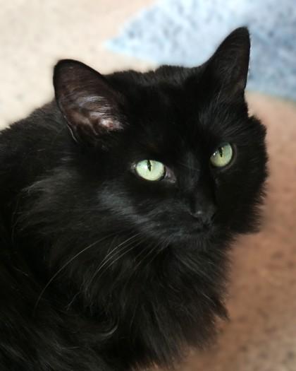 Enlarge Binky, a Adoptable mixed breed in Fishers, IN image 2/3