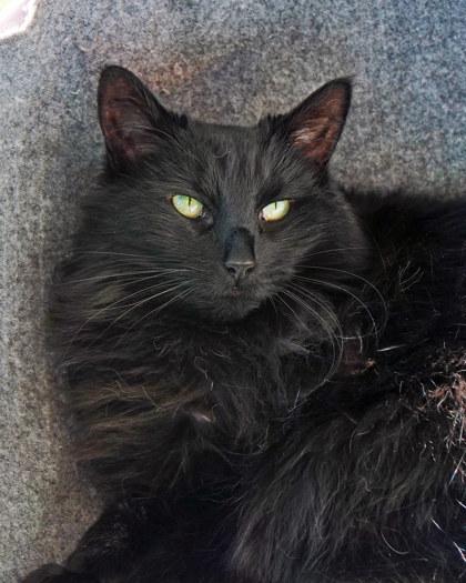 Enlarge Binky, a Adoptable mixed breed in Fishers, IN image 3/3