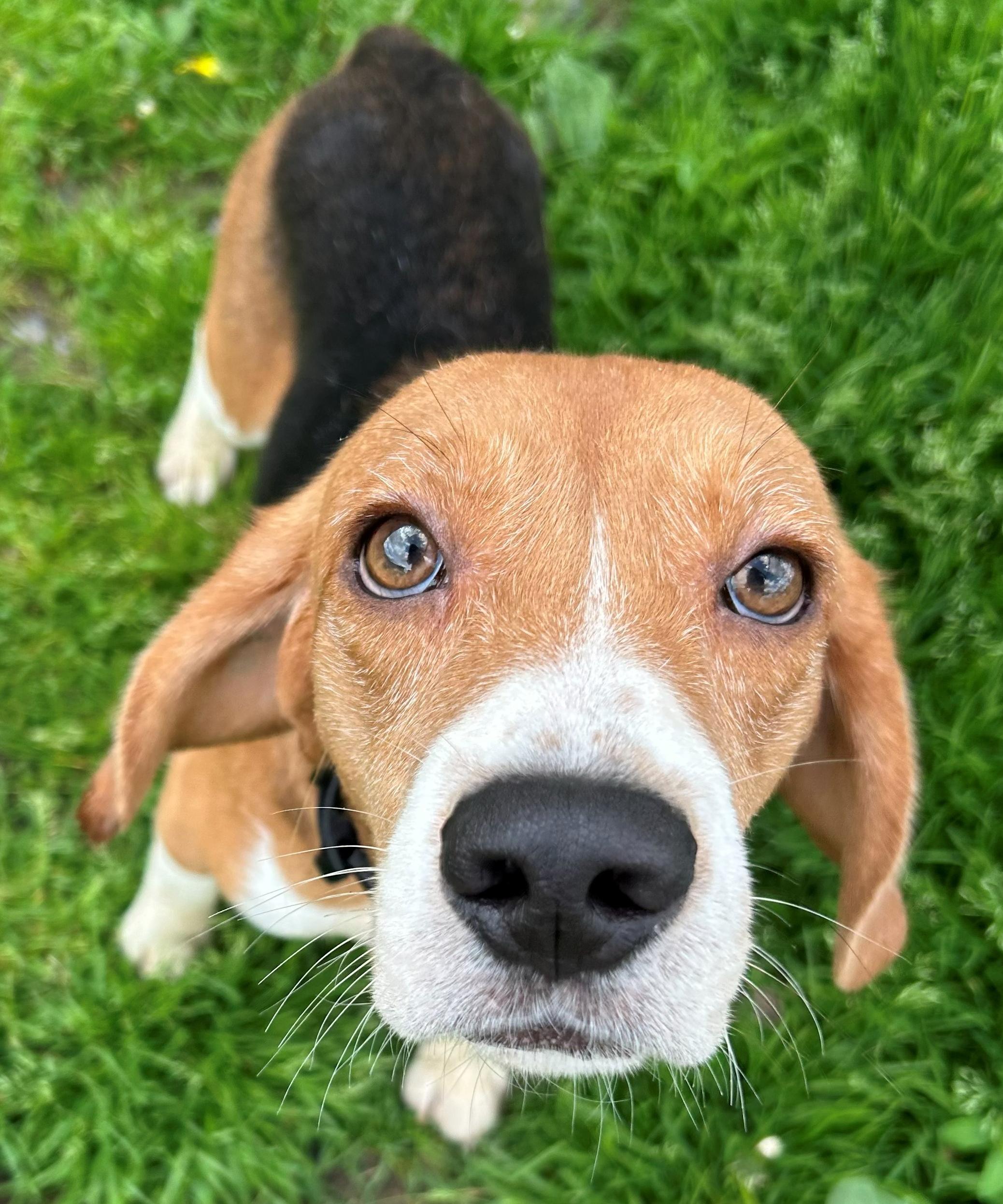 Freedom, an adoptable Beagle in Neillsville, WI image 5/5