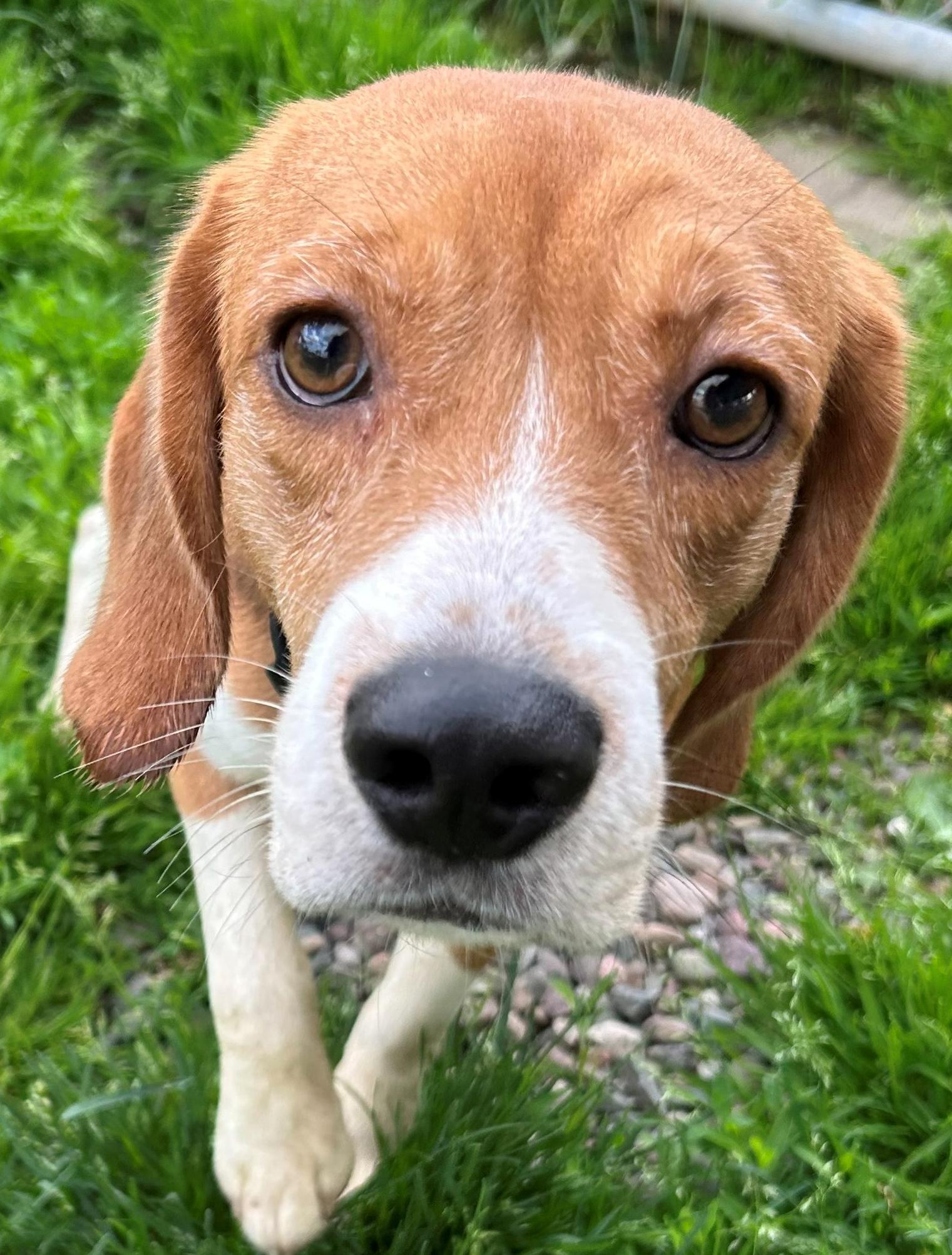 Freedom, adoptable, Adult Male Beagle.
