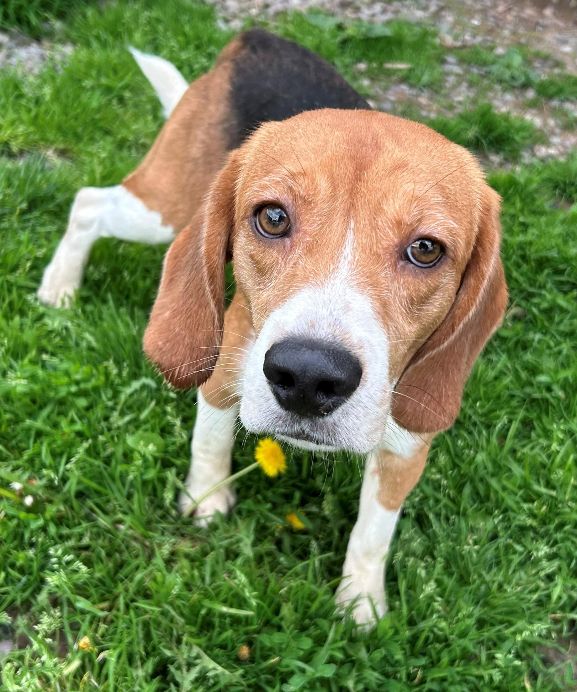 Freedom, an adoptable Beagle in Neillsville, WI image 2/5