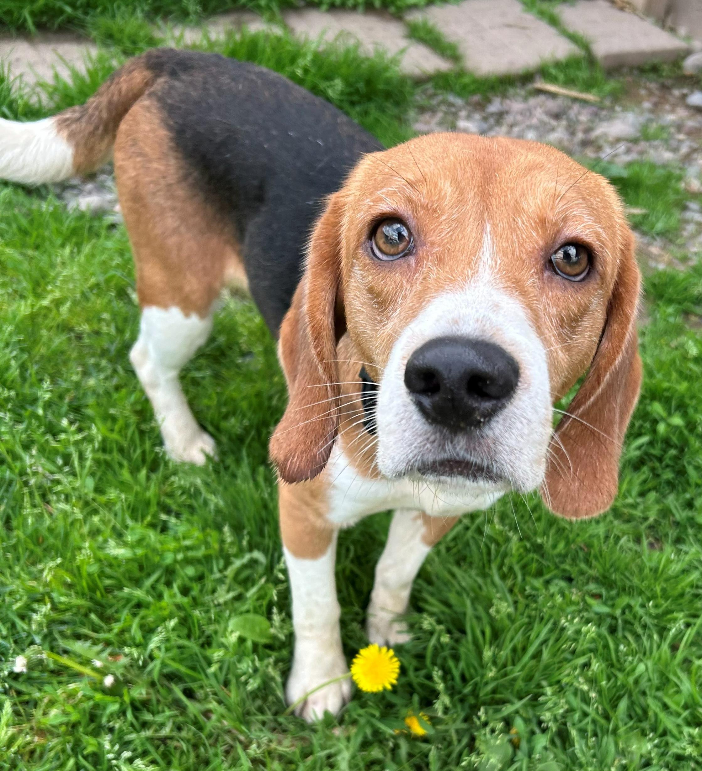 Freedom, an adoptable Beagle in Neillsville, WI image 4/5