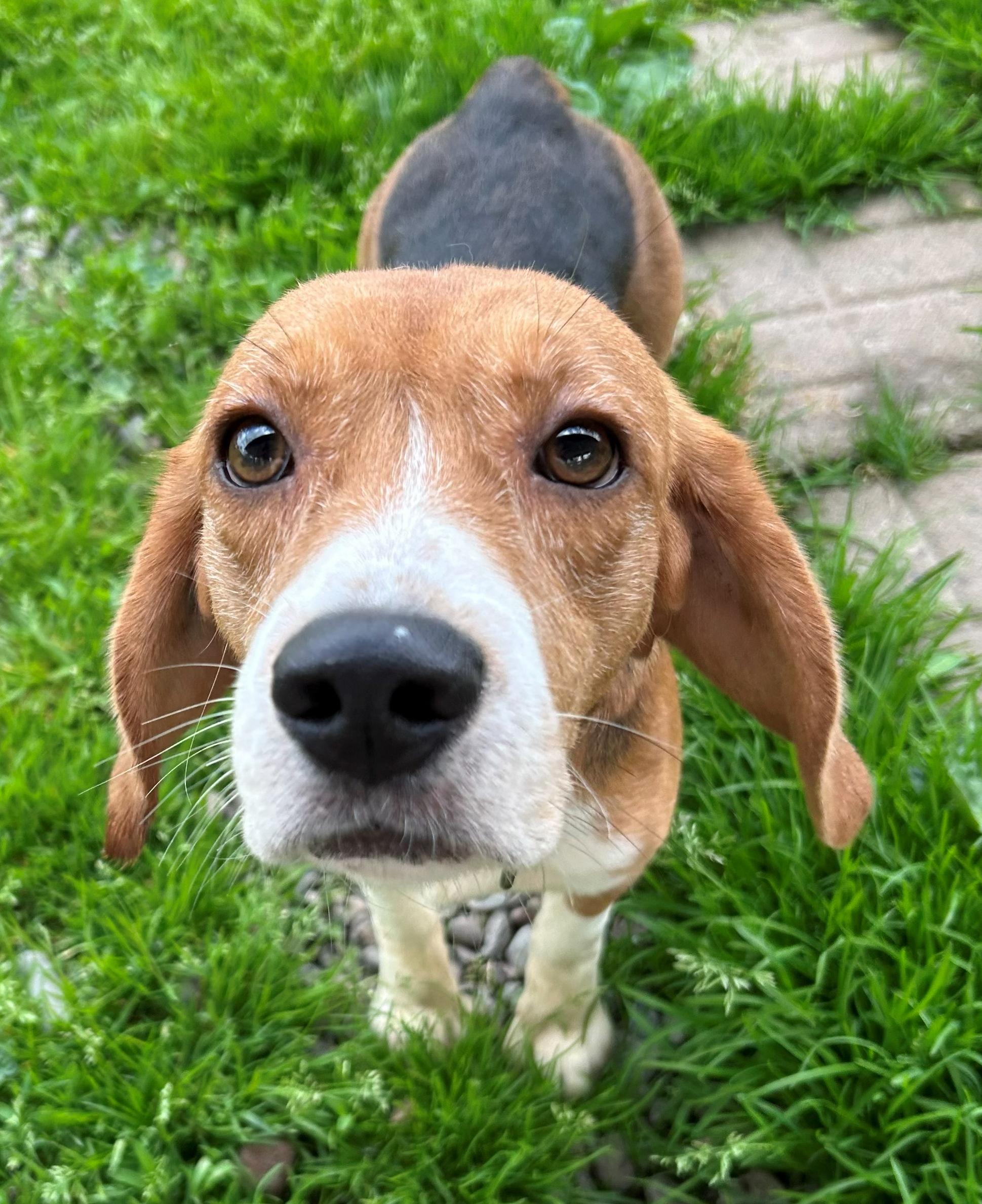 Freedom, an adoptable Beagle in Neillsville, WI image 3/5