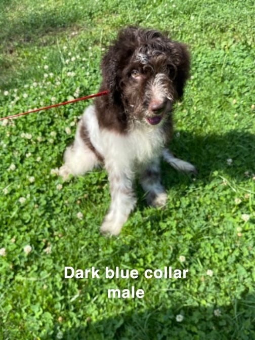 Enlarge Breeze, a Adopted Poodle in Clairton, PA image 1/1